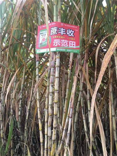 产品效果