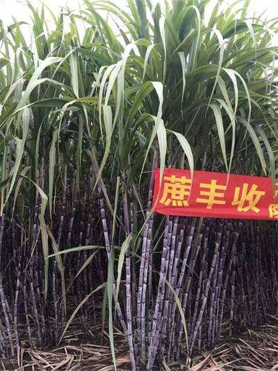产品效果
